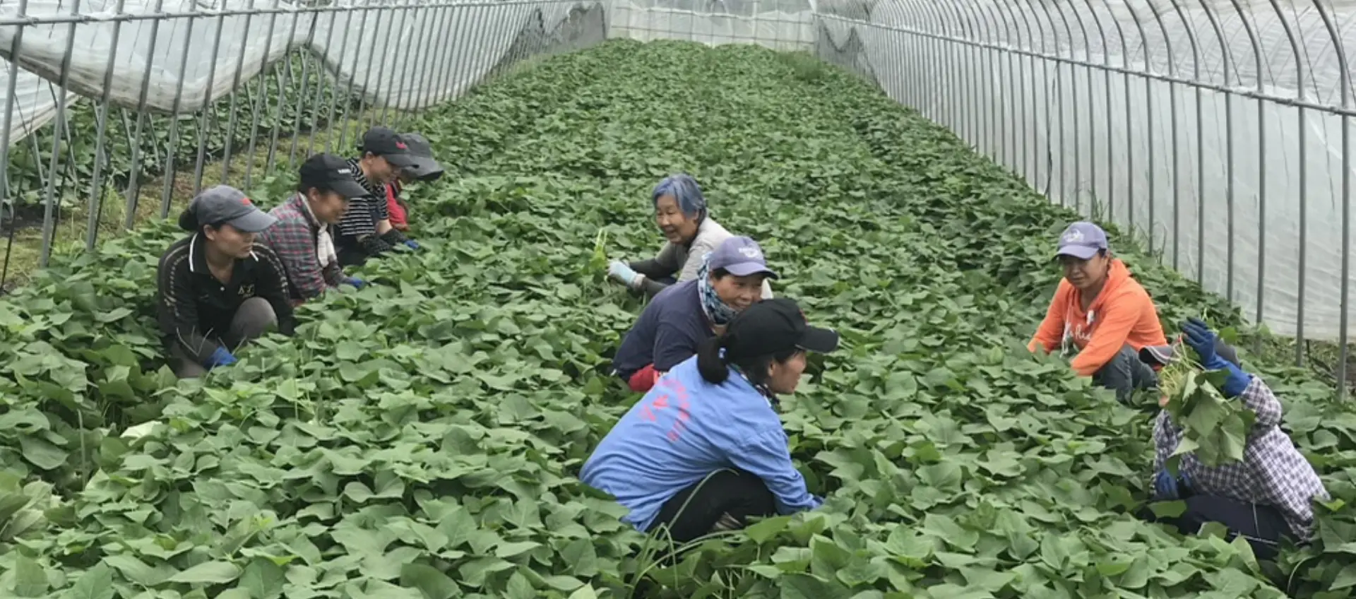 農業未経験の方でもOK！